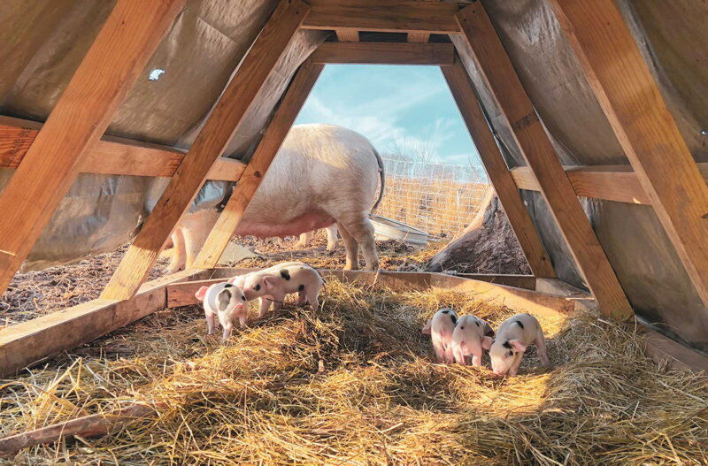 LF20220521-timshel farm03.jpg